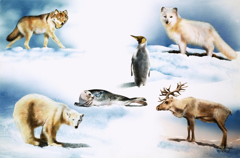 Animals of the Arctic by Rudolf Sablic