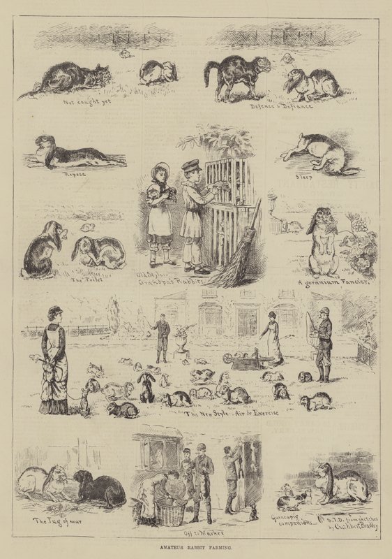 Amateur Rabbit Farming by S.T. Dadd