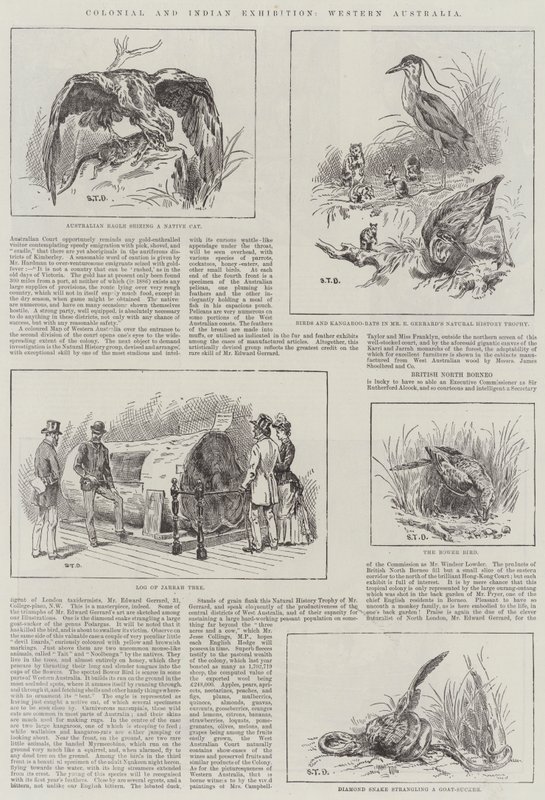 Colonial and Indian Exhibition, Western Australia by S.T. Dadd