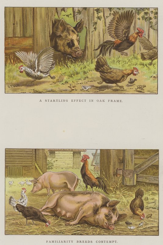 Farmyard Scenes by S.T. Dadd