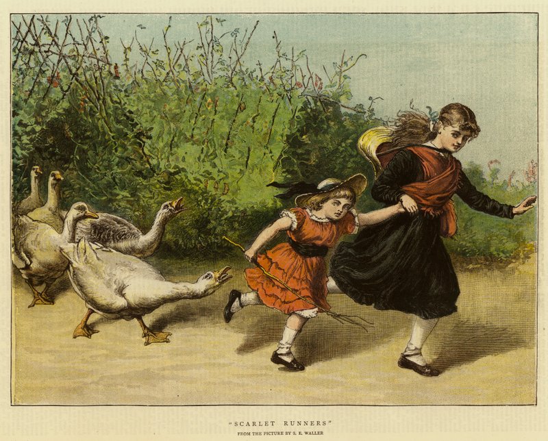 Scarlet Runners by Samuel Edmund Waller
