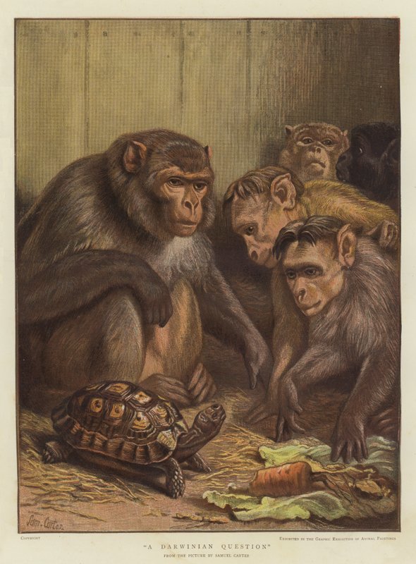 A Darwinian Question by Samuel John Carter