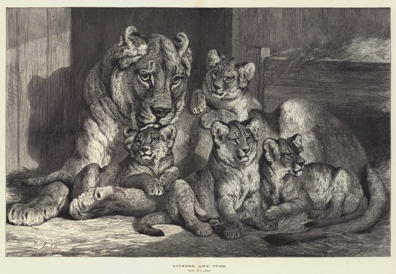 Lioness and Cubs by Samuel John Carter