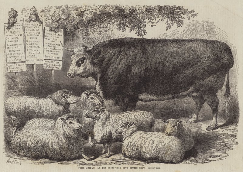 Prize Animals at the Smithfield Club Cattle Show by Samuel John Carter