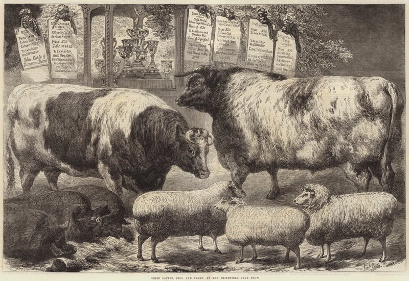 Prize Cattle, Pigs and Sheep, at the Smithfield Club Show by Samuel John Carter