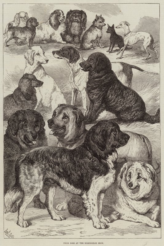 Prize Dogs at the Birmingham Show by Samuel John Carter