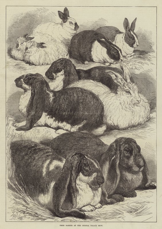 Prize Rabbits at the Crystal Palace Show by Samuel John Carter