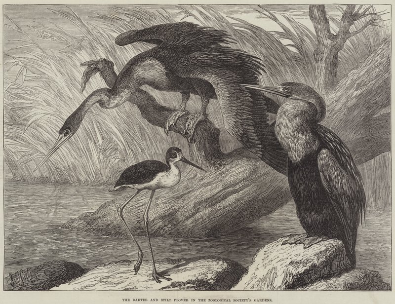 The Darter and Stilt Plover in the Zoological Society