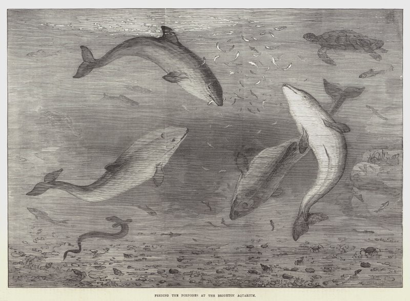 Feeding the Porpoises at the Brighton Aquarium by Samuel Read