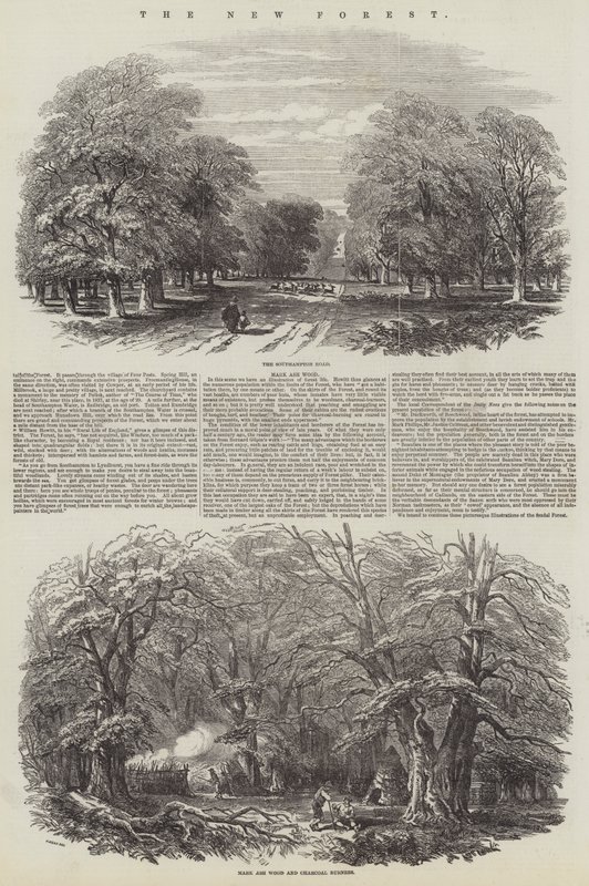 The New Forest by Samuel Read