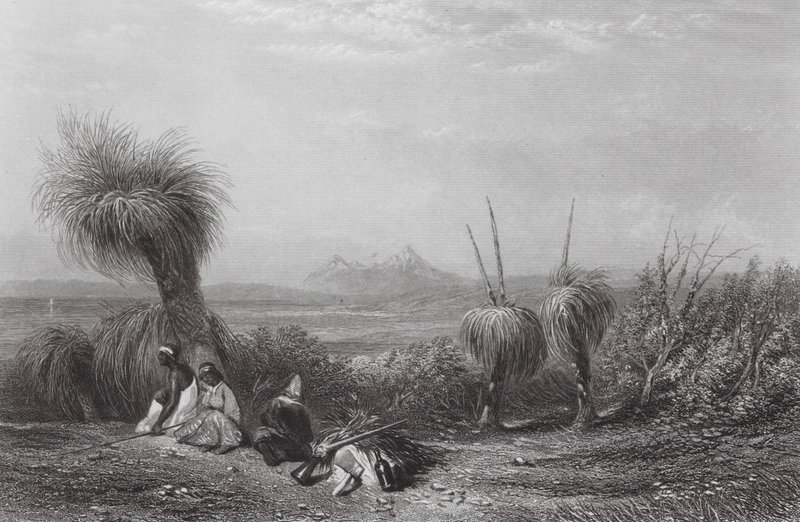 Australia: Grass Tree Plains by Samuel (after) Prout