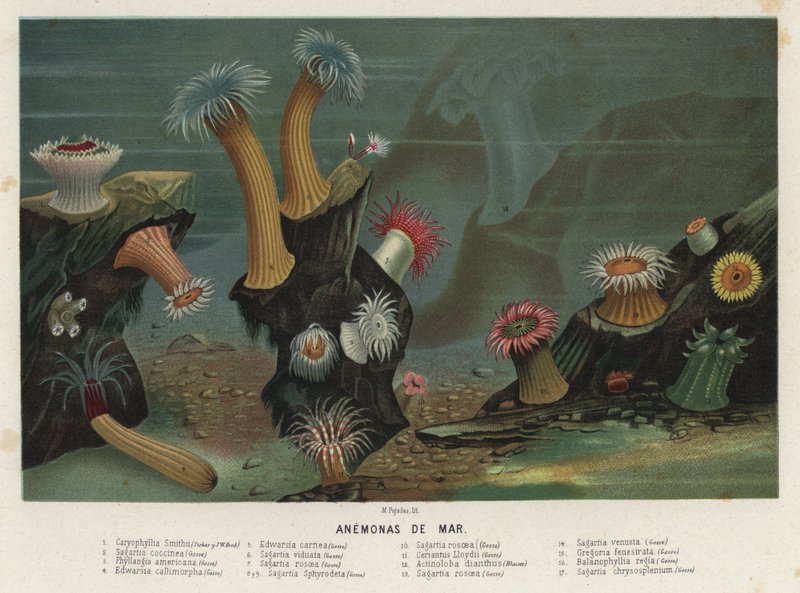 Sea anemones by Spanish School