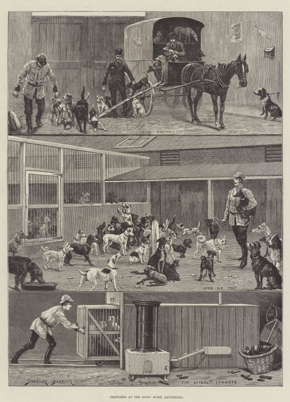 Sketches at the Dogs