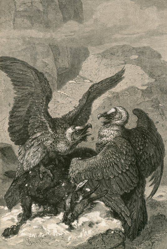 Lammergeiers and their Prey by Swiss School