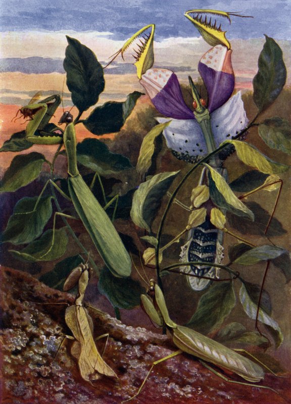 Praying Insects by Theobald Carreras