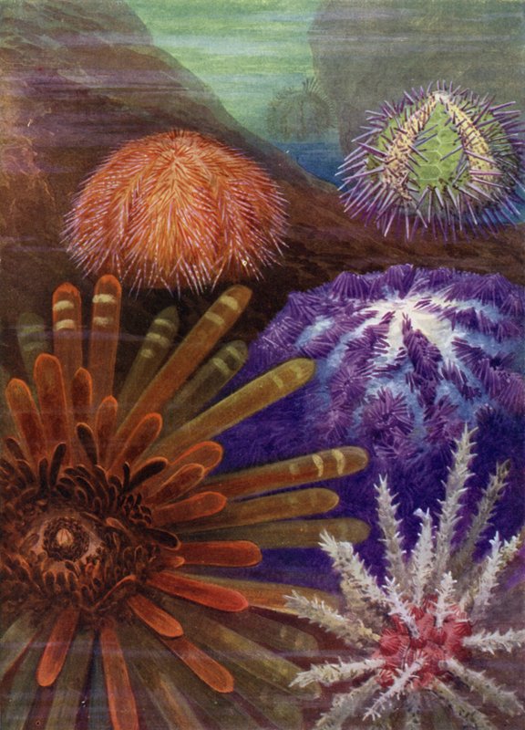 Some Sea Urchins by Theobald Carreras