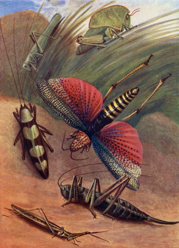 A Group of Grasshoppers by Theobald Carreras