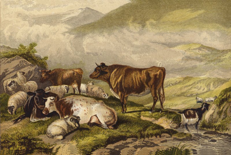 Cattle by Thomas Sidney Cooper