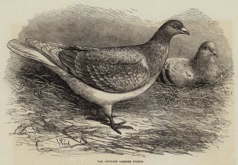 The Antwerp Carrier Pigeon by Thomas W. Wood