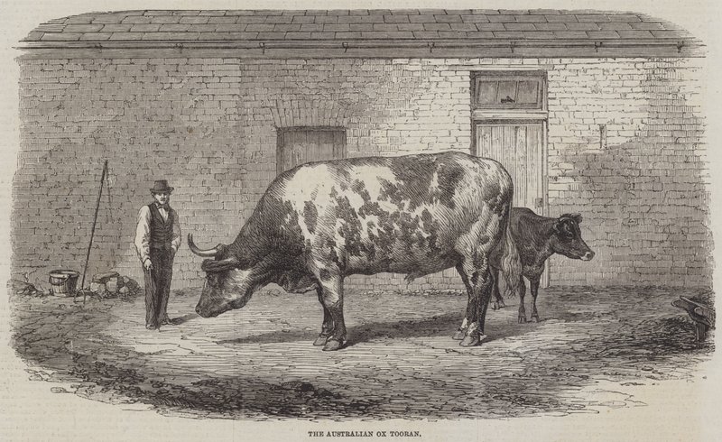The Australian Ox Tooran by Thomas Harrington Wilson