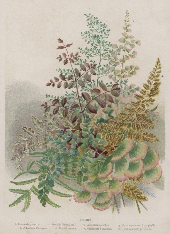 Ferns by Unbekannt Unbekannt