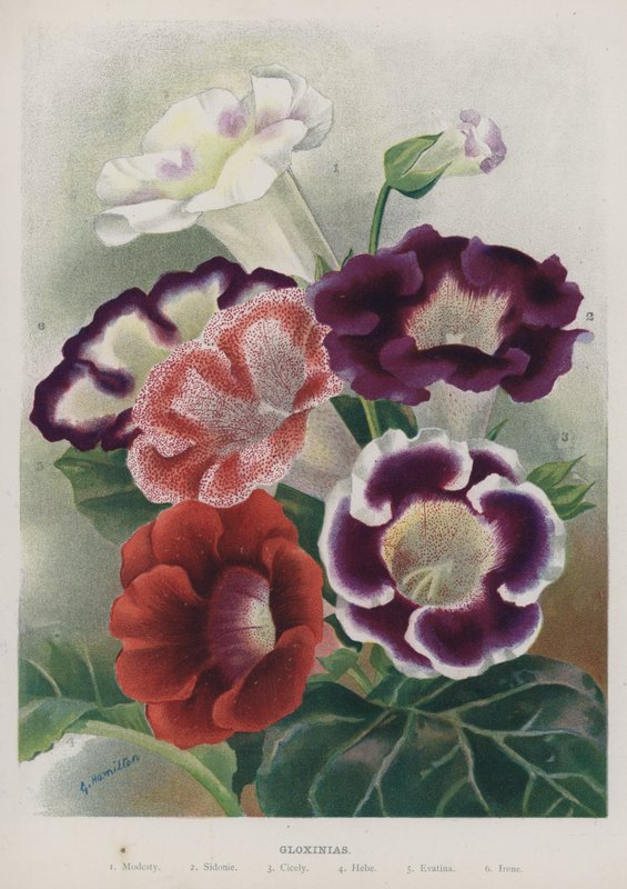 Gloxinias by Unbekannt Unbekannt