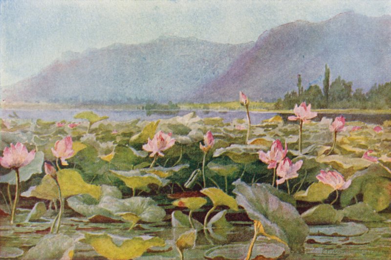 Lotus Lilies on the Dal Lake by Unbekannt Unbekannt