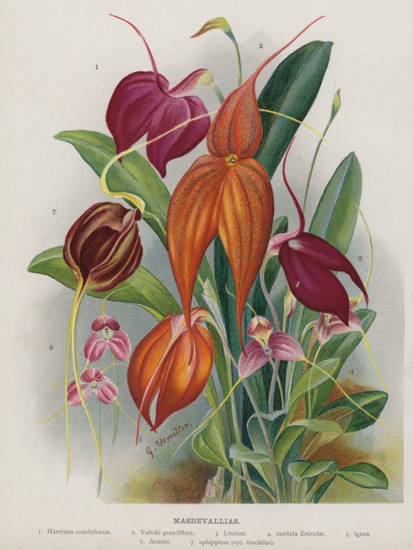 Masdevallias by Unbekannt Unbekannt