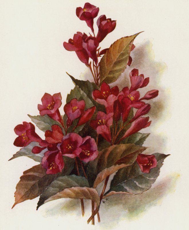 Weigela v Eva Rathke by Unbekannt Unbekannt