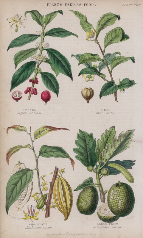 Coffee; Tea; Chocolate; Bread Fruit by W. Fitch