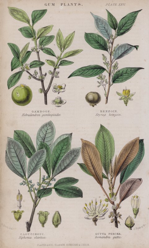 Gamboge; Benzoin; Caoutchouc; Gutta Percha by W. Fitch