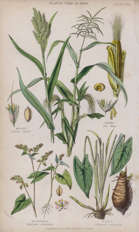 Millet; Maize; Buckwheat; Taro by W. Fitch