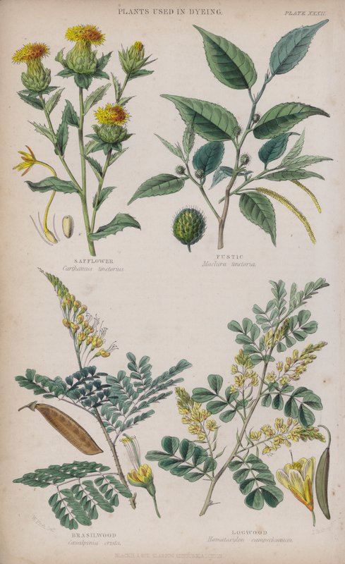 Safflower; Fustic; Brasilwood; Logwood by W. Fitch