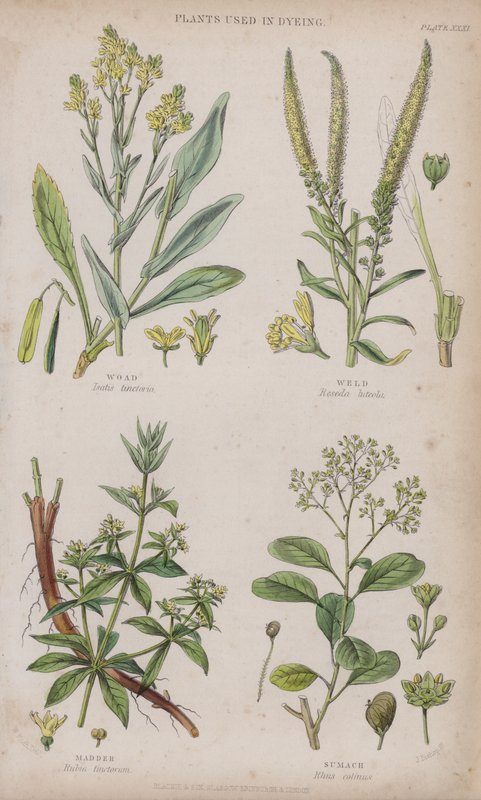 Woad; Weld; Madder; Sumach by W. Fitch