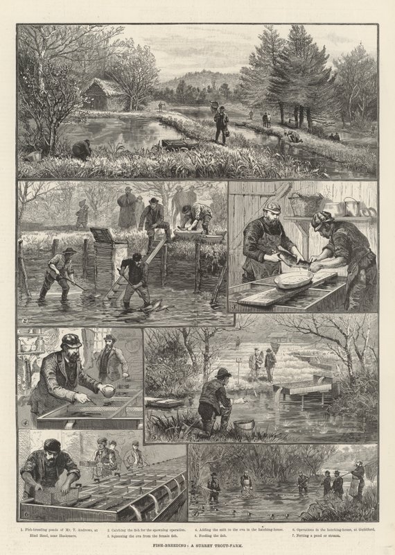 Fish-Breeding, a Surrey Trout-Farm by Walter Paget