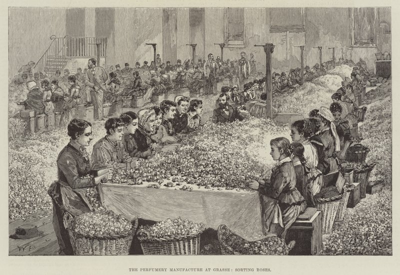 The Perfumery Manufacture at Grasse, Sorting Roses by Walter Paget
