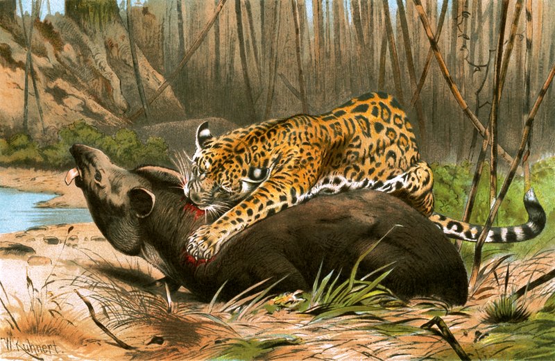 Jaguar Killing Tapir by Wilhelm Kuhnert