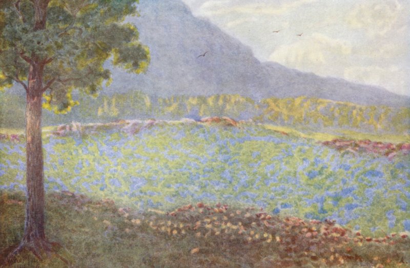 Blue Hydrangeas at Groote Schuur by Wilhelm Westhofen