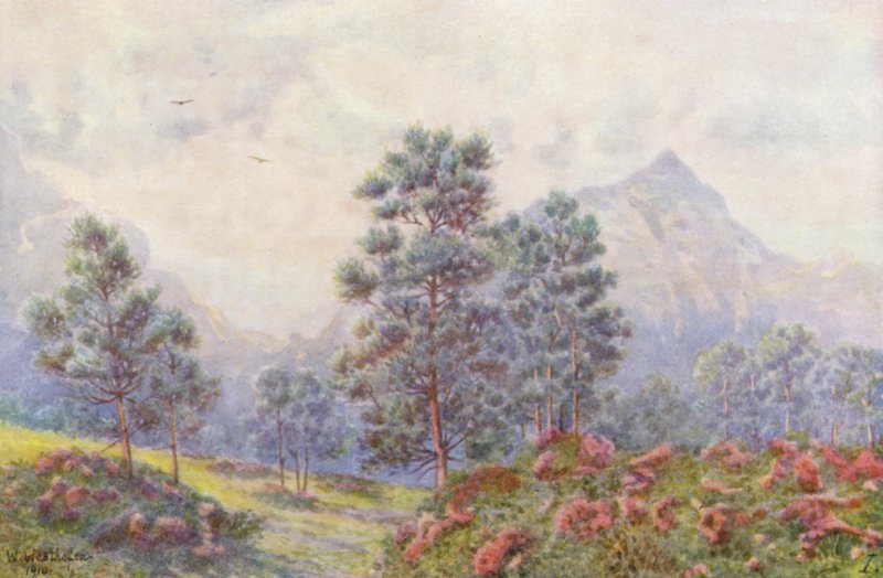 Silver Trees and Wild Geraniums by Wilhelm Westhofen