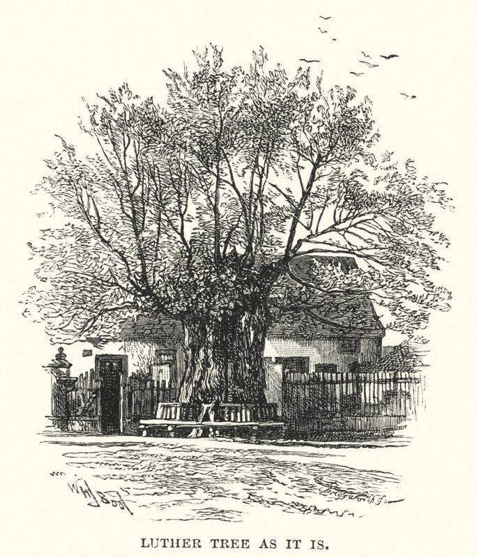 Luther Tree as it is by William Henry James after Boot
