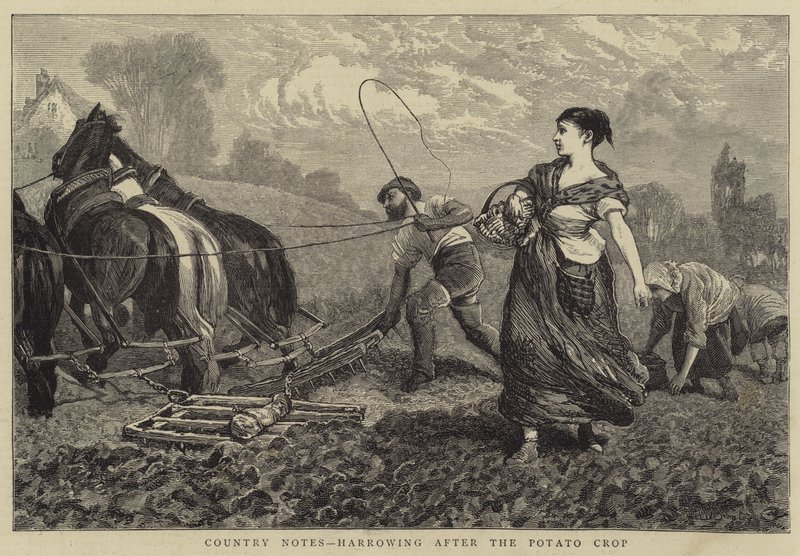Country Notes, harrowing after the Potato Crop by William III Bromley