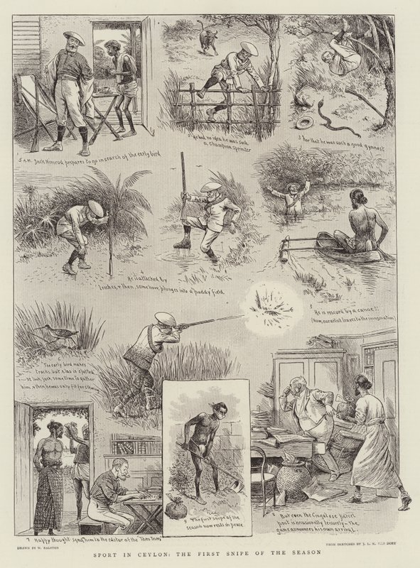 Sport in Ceylon, the First Snipe of the Season by William Ralston