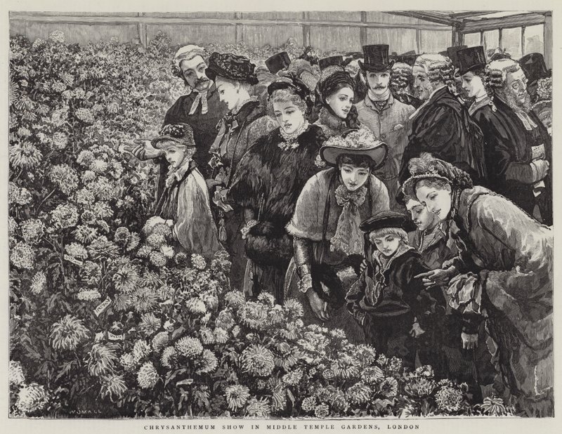 Chrysanthemum Show in Middle Temple Gardens, London by William Small
