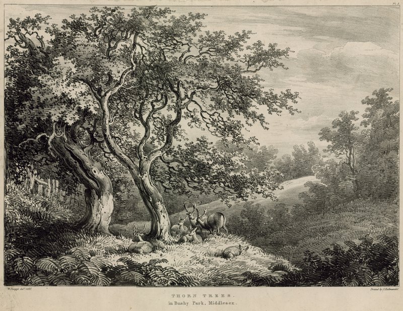 Thorn trees in Bushy Park, Middlesex by William Burges