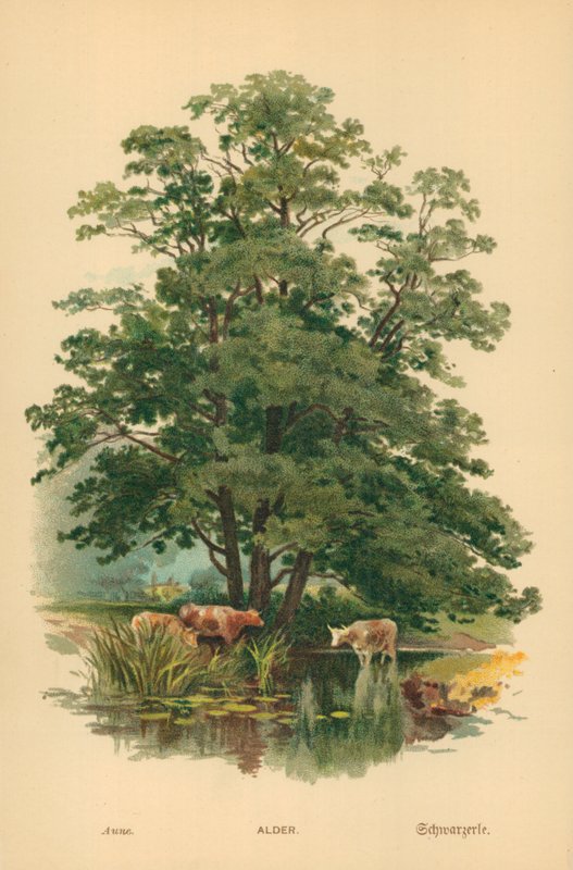 Alder by William Henry James Boot