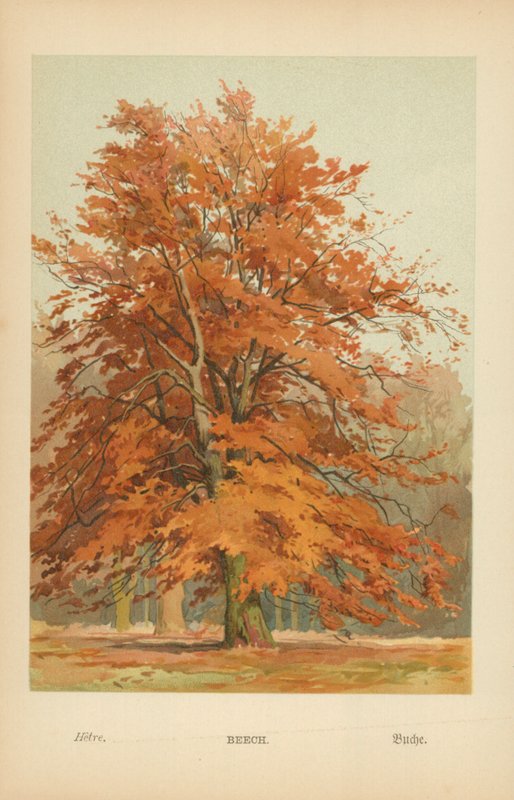 Beech by William Henry James Boot