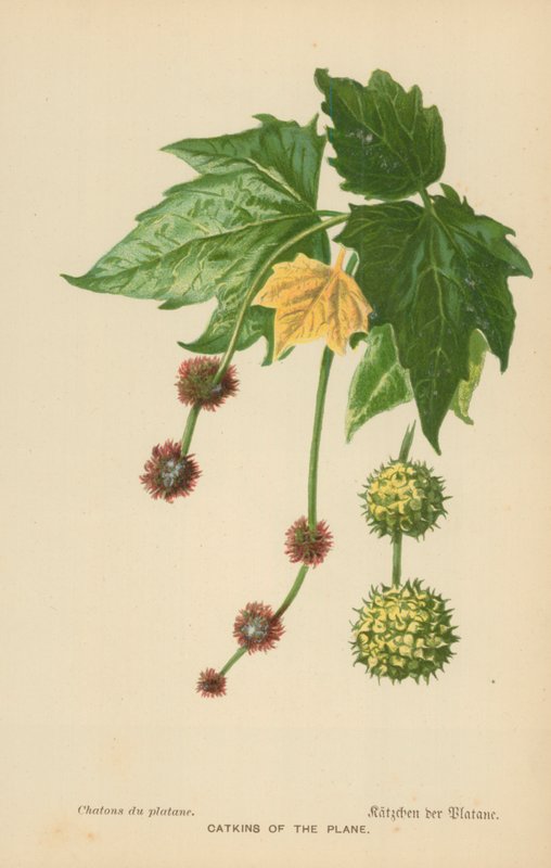 Catkins of the Plane by William Henry James Boot
