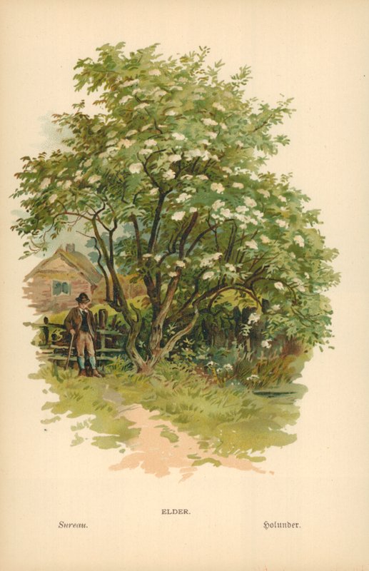 Elder by William Henry James Boot