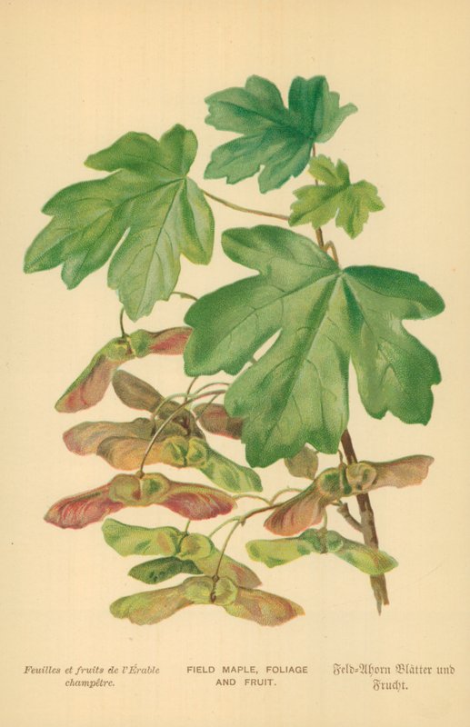 Field Maple, Foliage and Fruit by William Henry James Boot