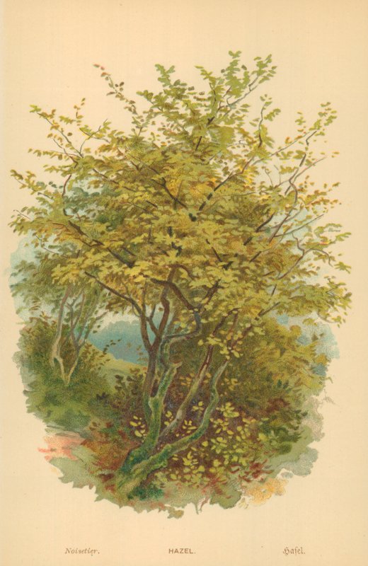 Hazel by William Henry James Boot